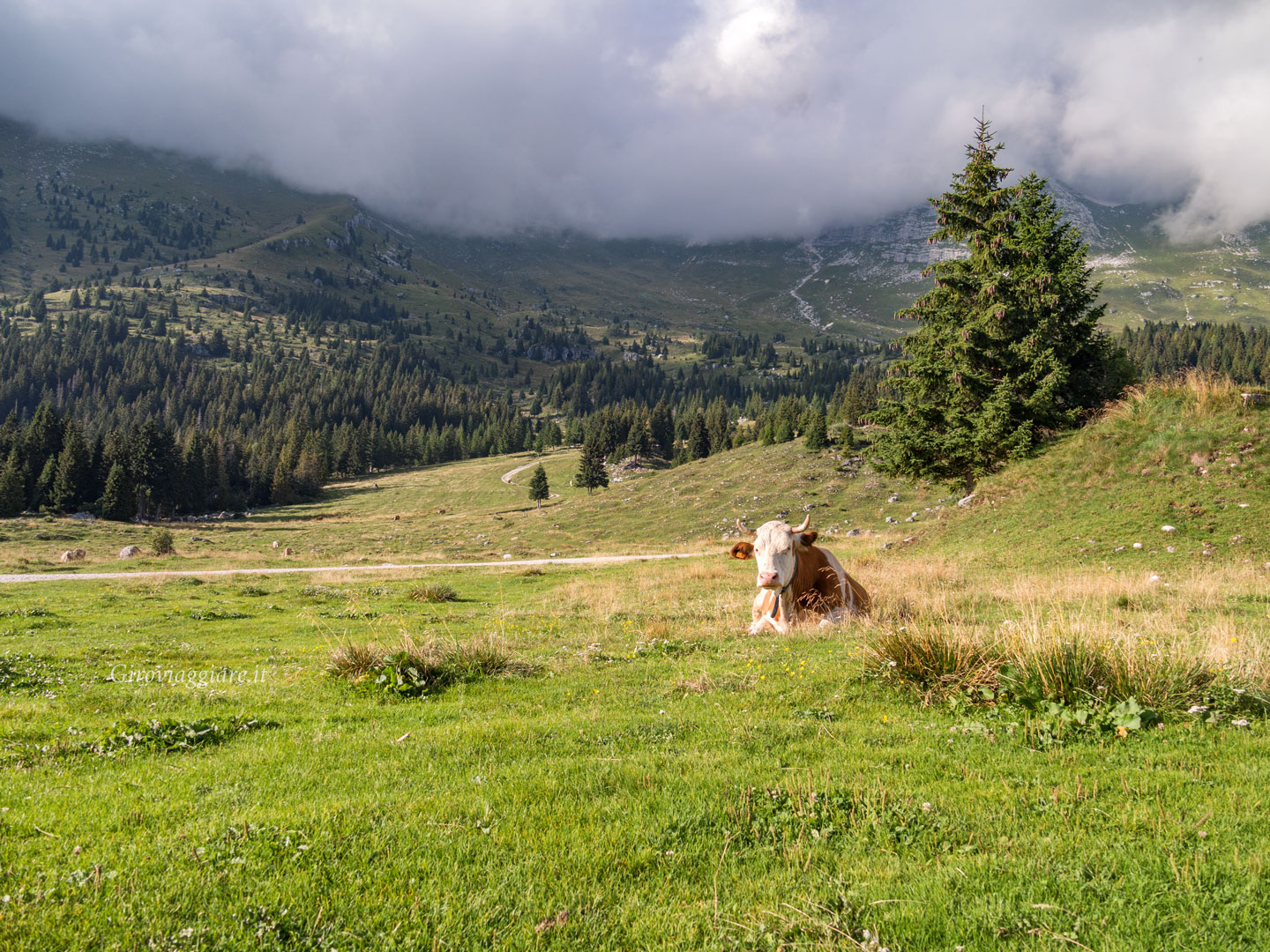 I pascoli del Montasio I pascoli del Montasio
