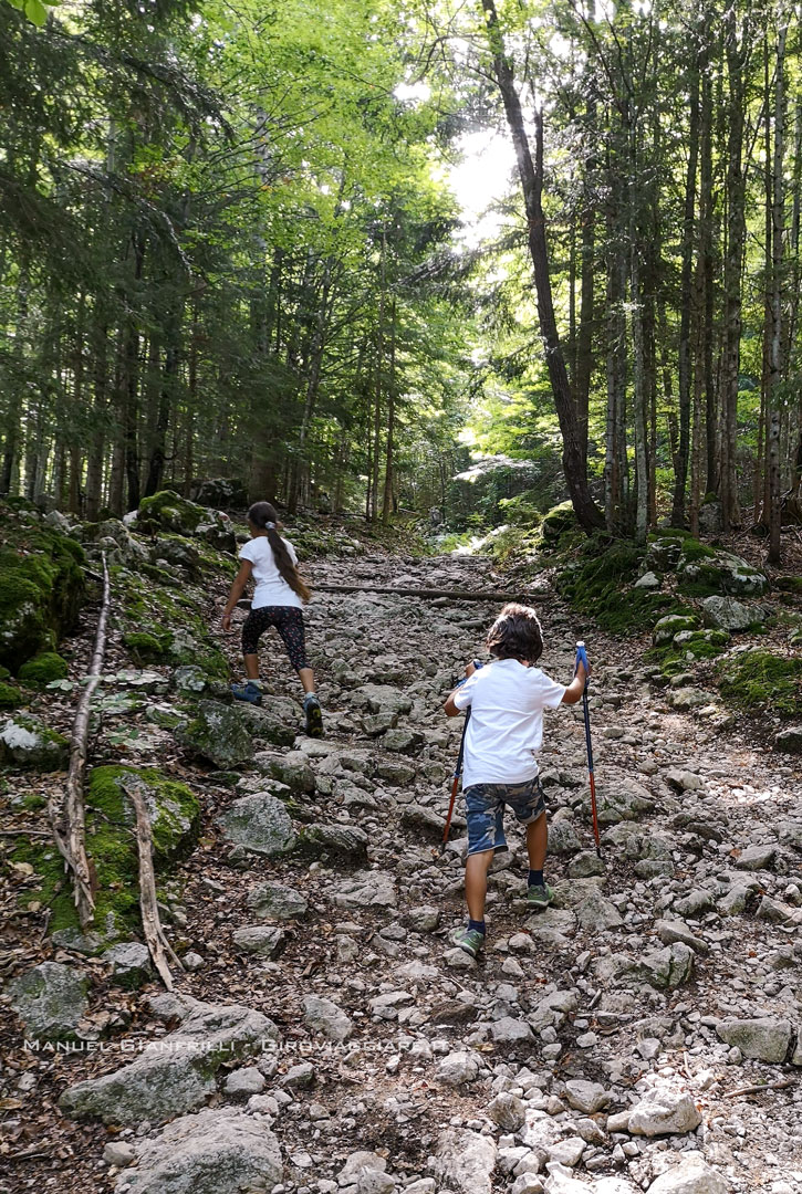 Il sentiero nel bosco Il sentiero nel bosco