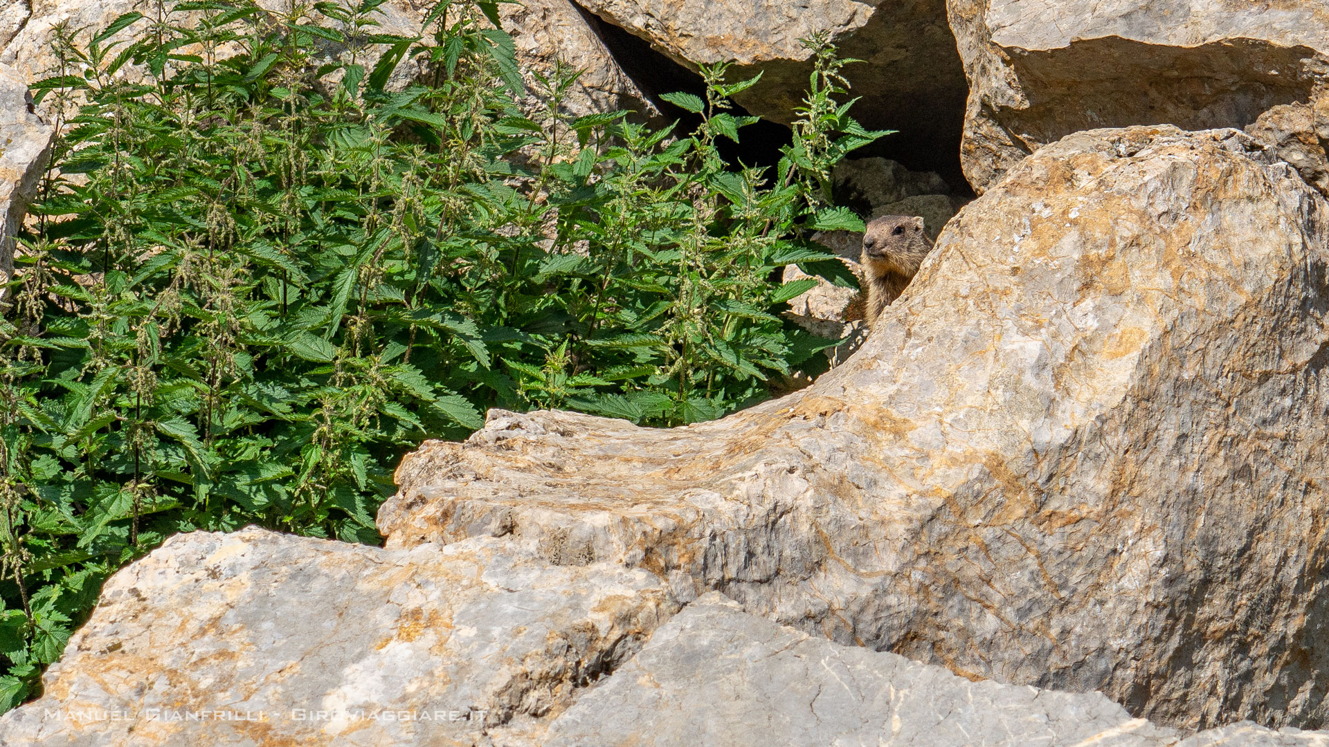 Le marmotte nei pressi del lago Le marmotte nei pressi del lago
