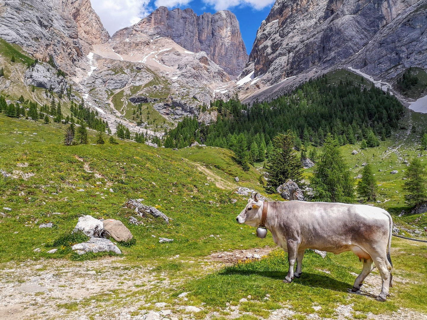 La vista sulla marmolada dai pascoli dietro il rifugio e la malga La vista sulla marmolada dai pascoli dietro il rifugio e la malga