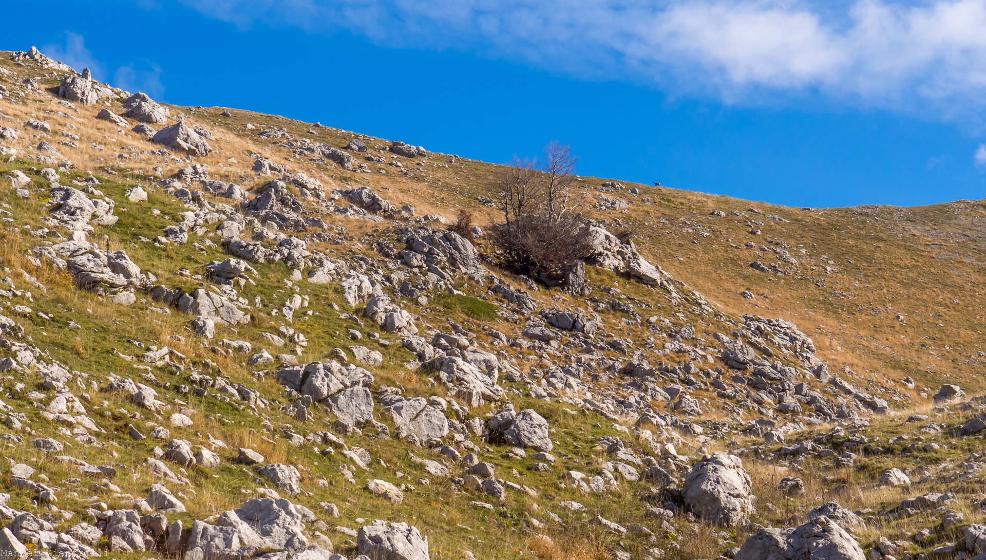 L'incontro inaspettato con un camoscio camoscio