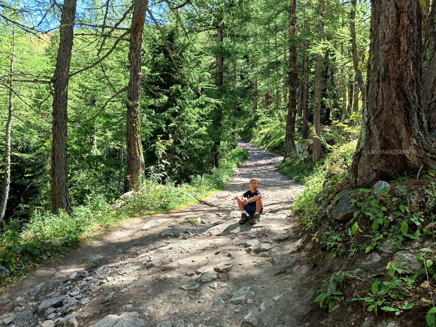 Il sentiero nel bosco Il sentiero nel bosco