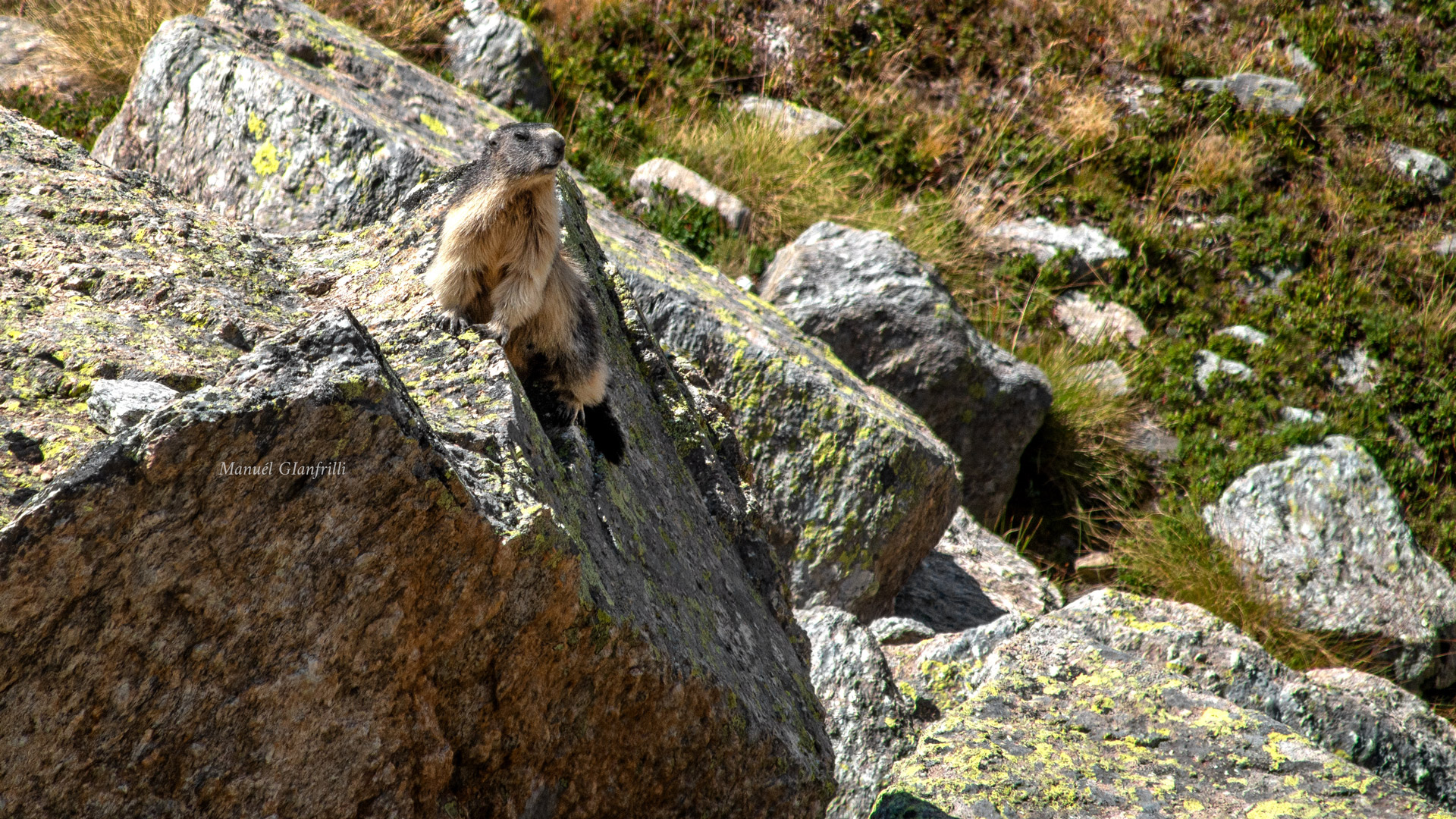 Una bella marmotta prende il sole Una bella marmotta prende il sole