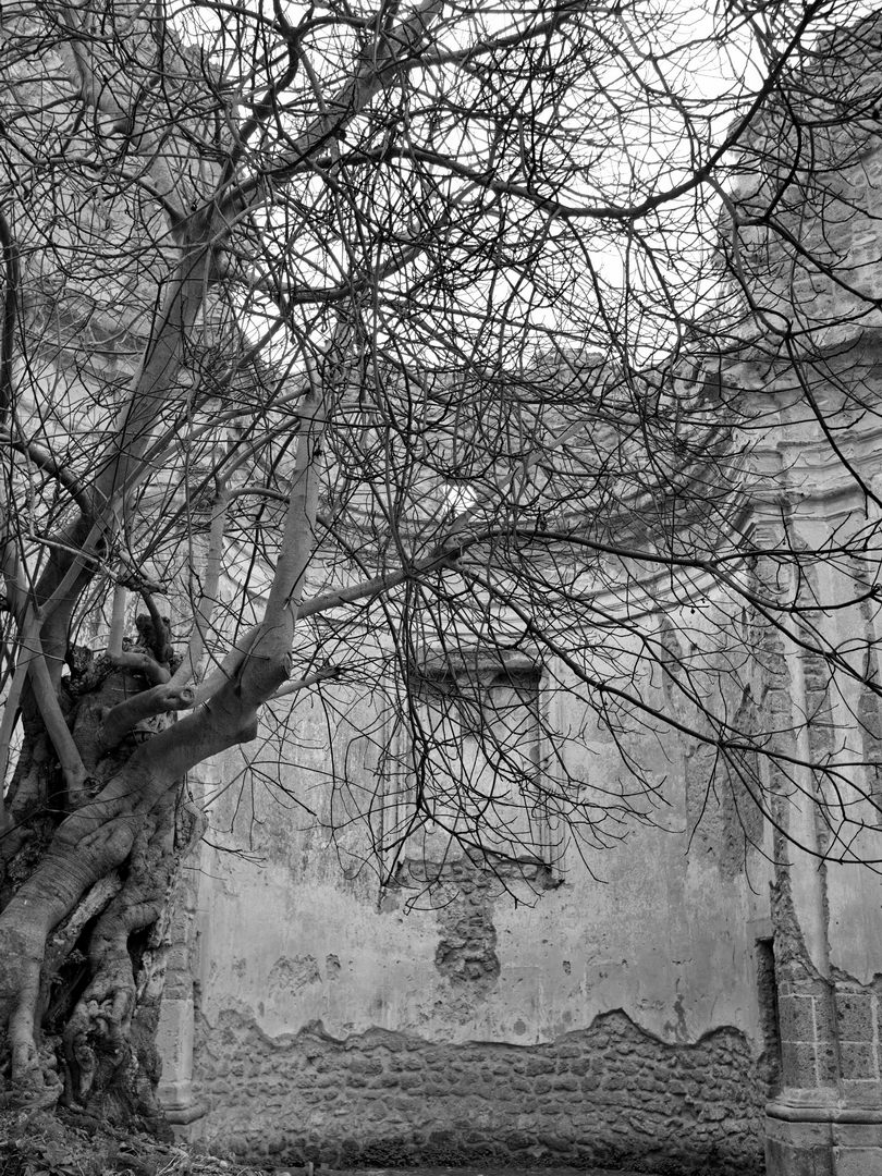 Albero di Fico Albero di Fico