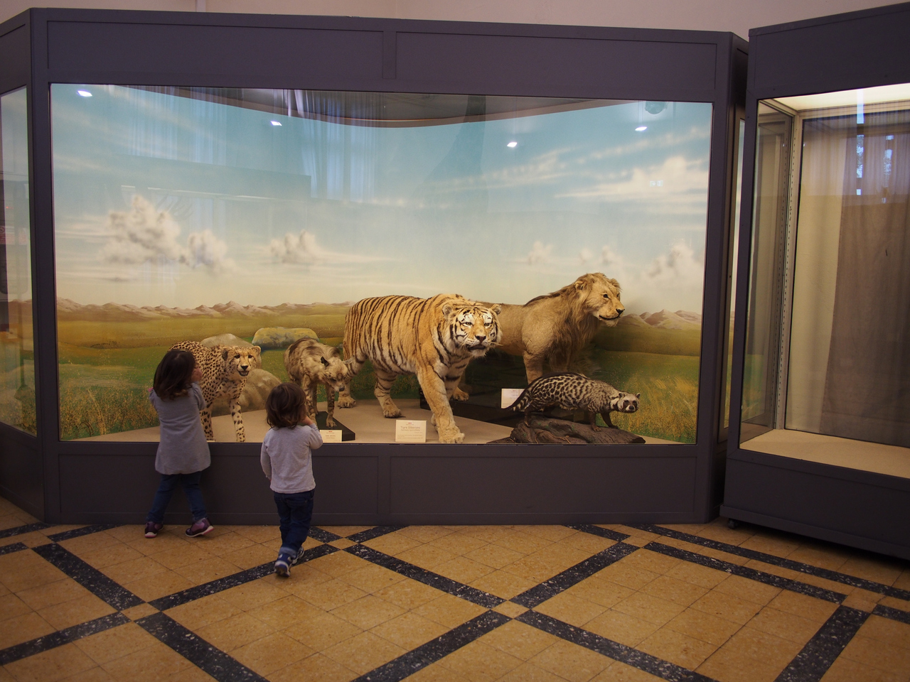 Museo civico di Zoologia di Roma PB060084